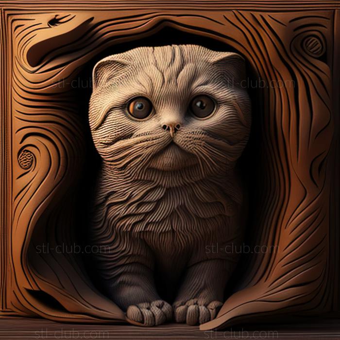 st Scottish Fold cat